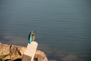 kingfisher on the lake, kingfisher on a lake on an autumn morning