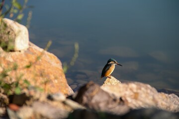 kingfisher on a lake on an autumn morning