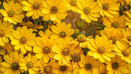 Radiant Yellow Daisies in Full Bloom - A Floral Delight.