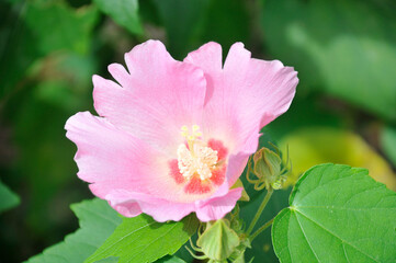 ピンク色の花　芙蓉