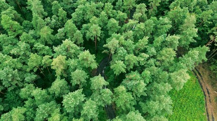 Unpaved rural road across fields and trees