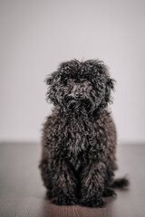 A curly black Toy Poodle sits on a wooden floor, facing sideways. The photo is taken indoors against a plain, light background, showcasing the dog’s fluffy coat.