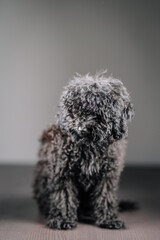 A curly black Toy Poodle sits on a wooden floor, facing sideways. The photo is taken indoors against a plain, light background, showcasing the dog’s fluffy coat.
