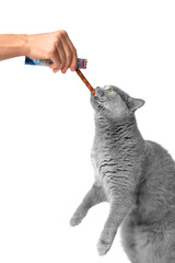A British gray cat stands on its hind legs and eats a treat from a human hand on a white background.