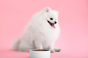 Dog breed pomeranian spitz funny sits on a pink background
