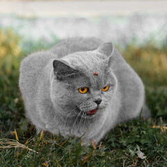 Portrait of a British cat with a ladybug on its face. Walking pets outside.