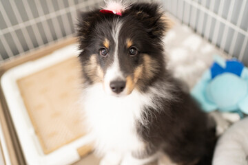ケージの中でこちらを見つめるシェットランド・シープドッグ（シェルティ）の子犬