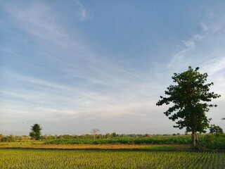 tree in field