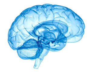 A transparent, blue rendering of a human brain, shown in profile against black