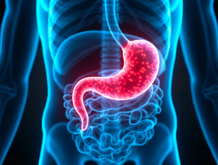Human liver highlighted in medical scan showing disease or inflammation concept