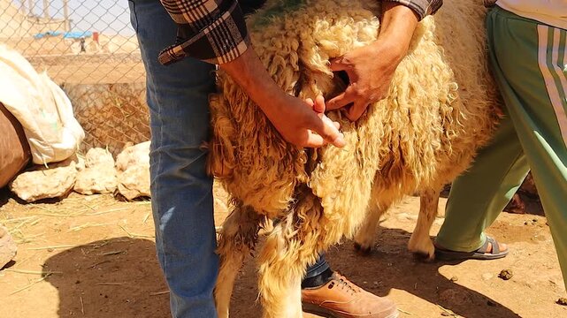 Educational video of a veterinarian performing an intramuscular injection in a sheep&rsquo;s quadriceps muscle, emphasizing proper animal healthcare practices and serving as a guide for veterinary training.