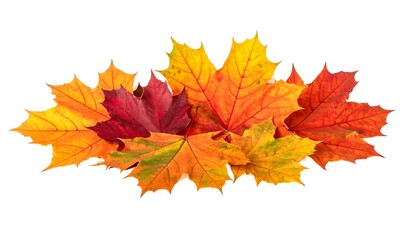 Fototapeta premium A vibrant composition showcasing an array of colorful maple leaves in autumn hues, set against a clean white background