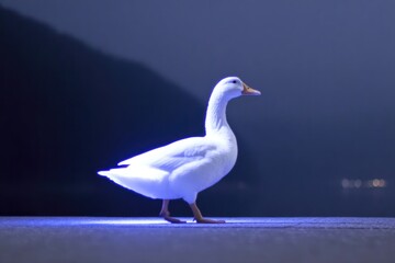 Fototapeta premium Elegant white duck walks gracefully under soft blue light, enhan