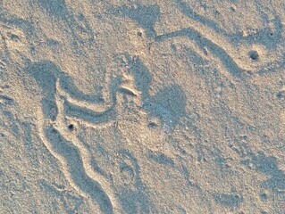 sea turtle tracks