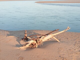 driftwood on the sand