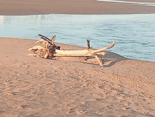 Driftwood on the beach
