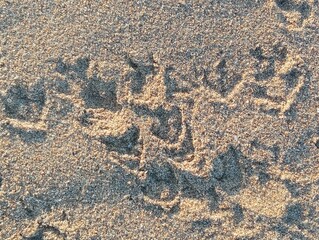 Bird prints on sand