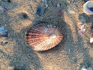shell on the sand