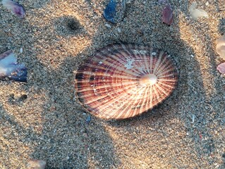 shell on the beach