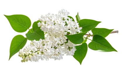 Beautiful White Lilac Branch Isolated on a White Background for Design