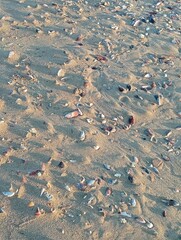 shells on the beach after a storm