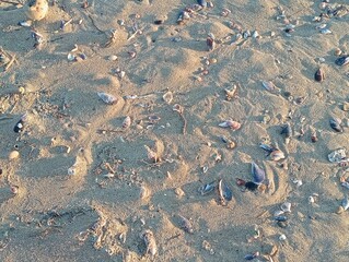 Broken seashells on the beach