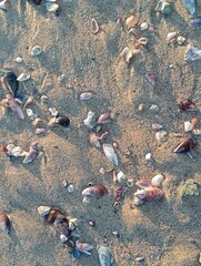 Small shells washed up on the beach