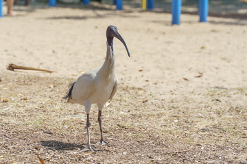 An Australian White Ibis 'Bin Chicken' in a Playground