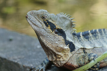 An Eastern Water Dragon Lizard Up-close