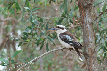 Kookaburra on a Branch