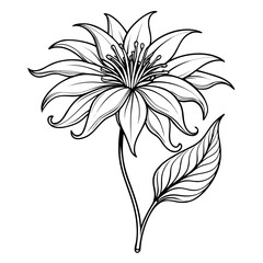 black and white flowers