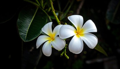 Obraz premium Close-up of two vibrant white and yellow frangipani flowers with a blurred dark background, showcasing their delicate petals and lush leaves