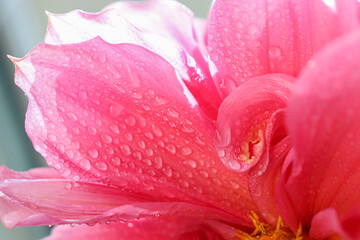 Selective focus. Pink floral background. Chrysanthemum with dew drops.