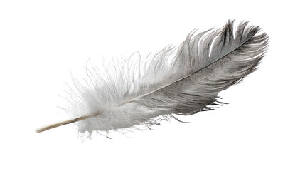 Obraz premium Floating feather background isolated on a Transparent background, PNG file.