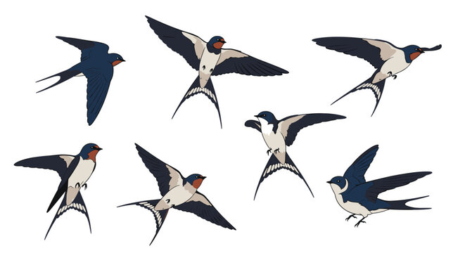 Seven different illustrations of barn swallows in flight showing their aerodynamic wing shapes and long forked tails.