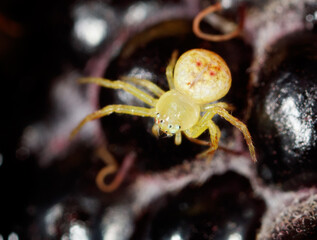 A yellow spider is on a blackberry bush