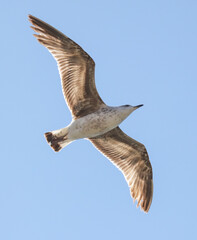 A bird is flying in the sky with its wings spread wide