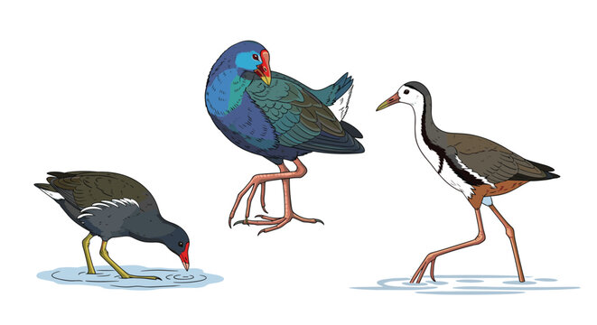 Three different water birds shown in pixel art style standing in shallow water.