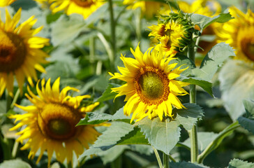 A bunch of sunflowers are in a field
