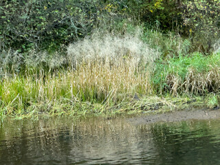 Wild grasses on the bank of a stream in the forest
