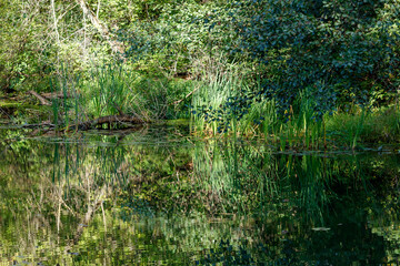 Obraz premium A pond with green plants and trees