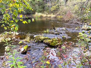 Moss-covered rocks in a forest stream in autumn