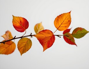 Fototapeta premium Closeup Autumn Leaves Minimalist White Background
