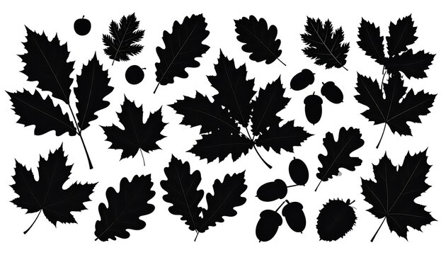 Black Silhouette Vector Set of Leaves, Acorns, and Decorative Botanical Elements