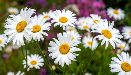 A close-up shot reveals a cluster of vibrant white and yellow daisies, their petals radiating outward