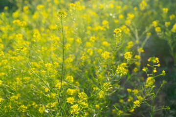 Obraz premium Vibrant yellow flowers blooming in a sunny summer field create a picturesque landscape