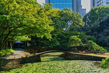 Koishikawa Korakuen in late Summer - A traditional Japanese garden