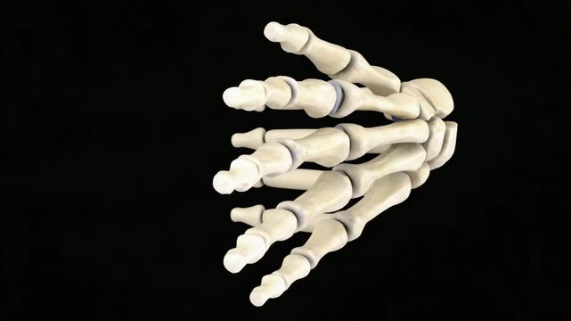 Human Hand Skeleton Bones Isolated On Black Background anatomy