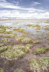 Lakes with islands of grass against a backdrop of snow-capped mountain peaks, a panoramic landscape in the Pamirs in the Tien Shan Mountains, a swampy high-altitude plateau and pastures