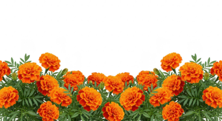 Vibrant Marigolds in Bloom: A captivating array of bright orange marigolds, flourishing with lush green foliage. A vibrant depiction of nature's beauty. 